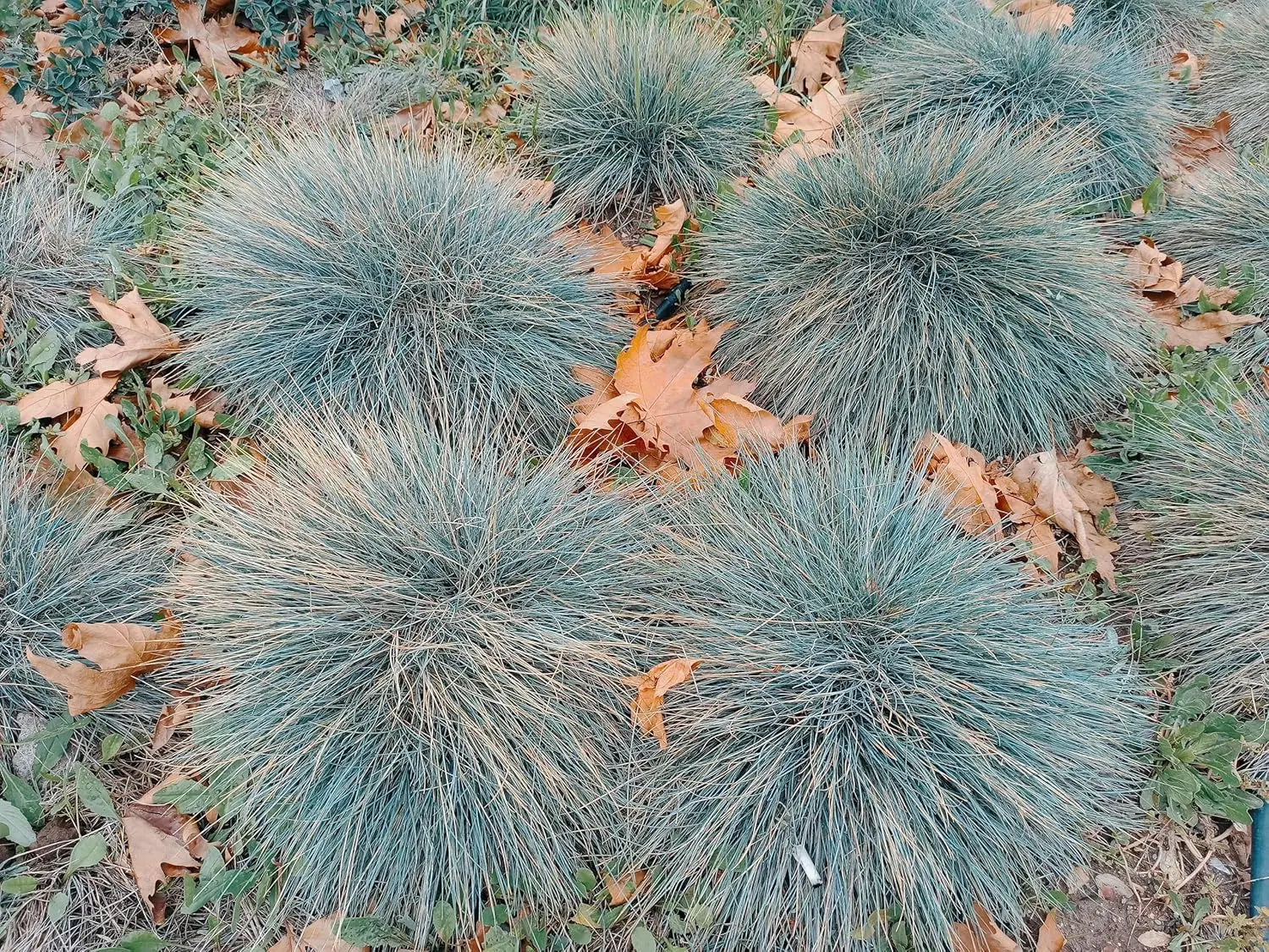 Blauschwingel Festuca glauca 'Elijah Blue', zierendes Gras, mit bläulichem Laub, wild wachsend und dekorativ.