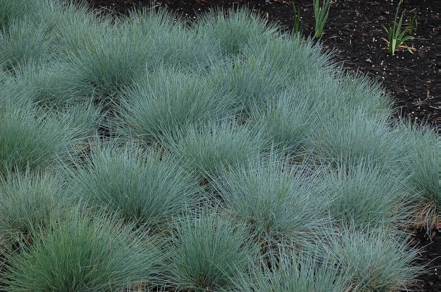 Blauschwingel Festuca glauca 'Festina', Ziergras, mit blauen, filzigen Blättern, im Garten bei Stauden Gänge.