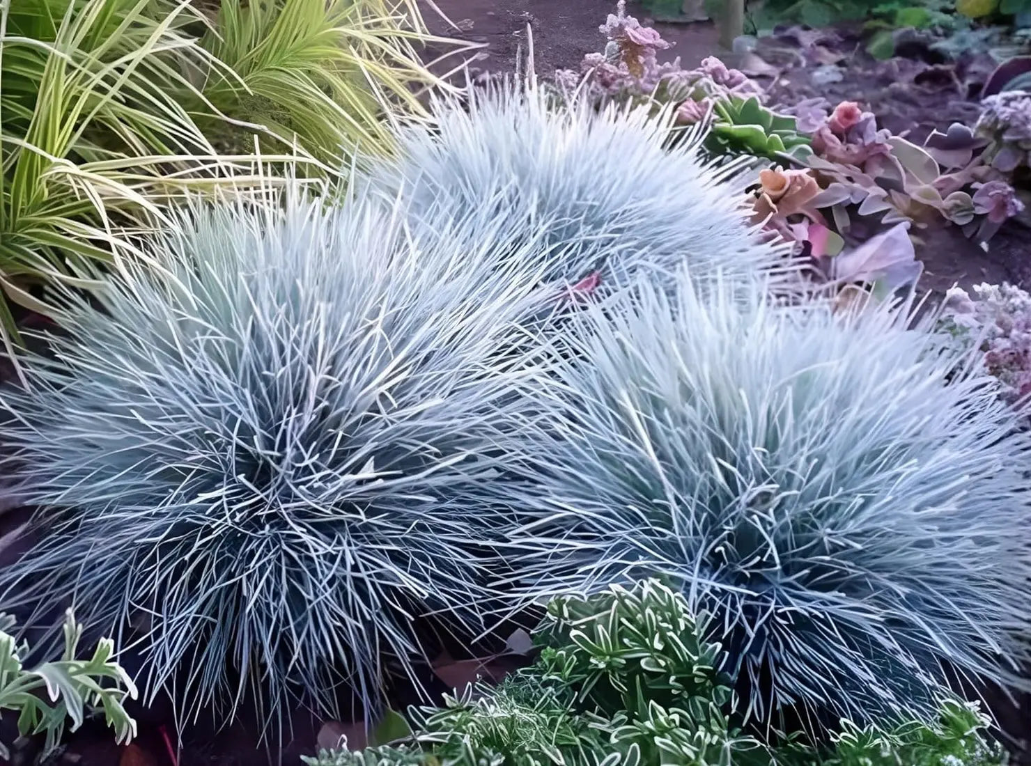 Ziergras Festuca glauca 'Zwergenkönig' von Stauden Gänge, bläulich und kompakt wachsend, ideal für Garten und Balkon.