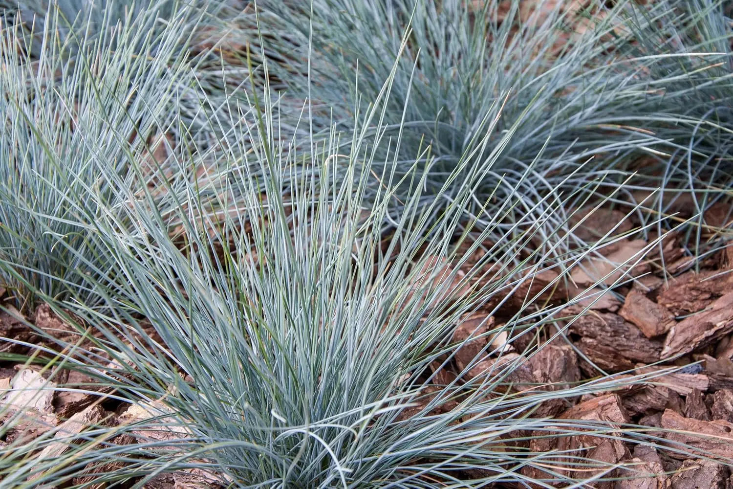 Blauschwingel Festuca glauca 'Zwergenkönig', Ziergras mit bläulichem Laub, ideal für Garten, von Stauden Gänge