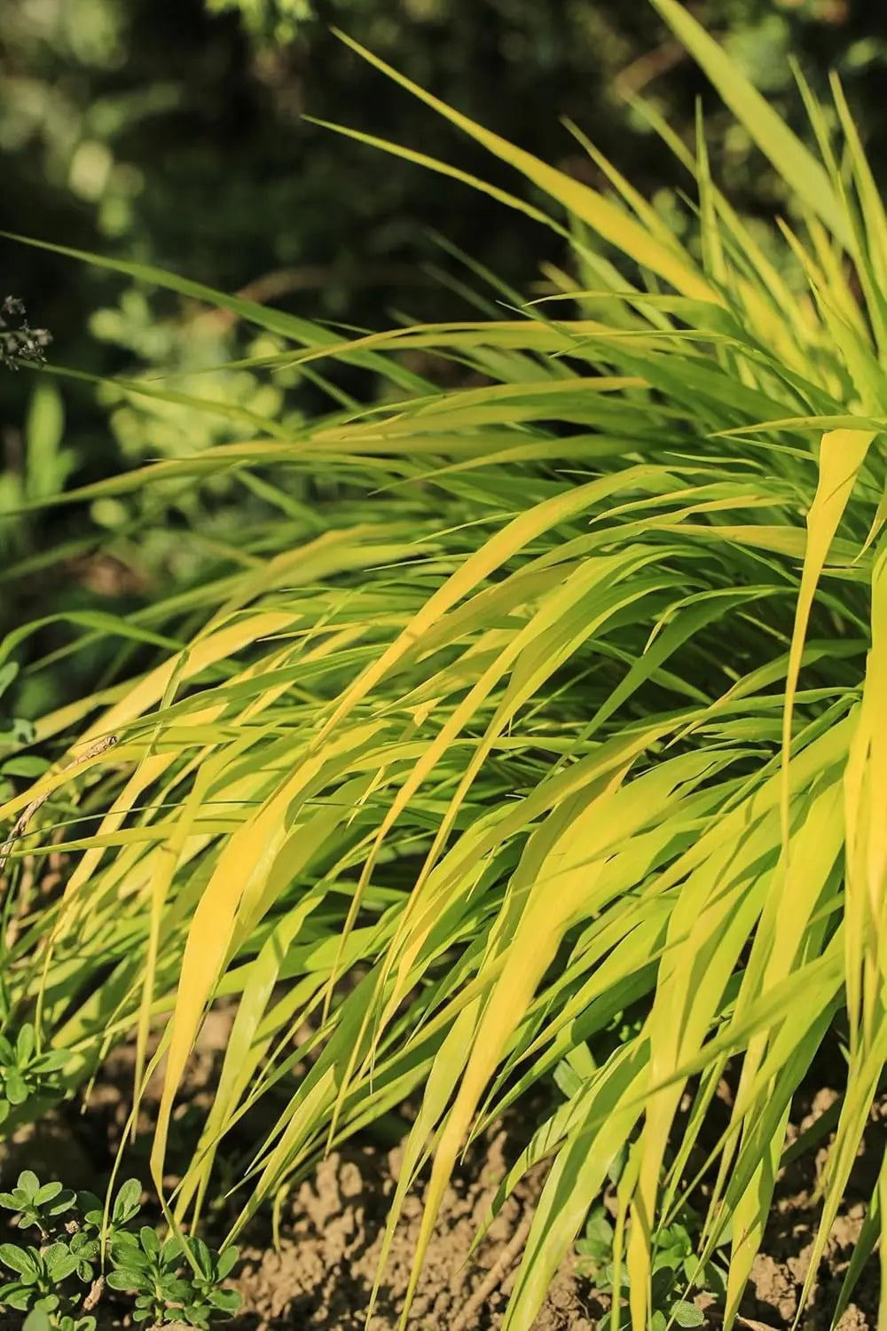 Japanisches Gold Berggras Hakonechloa macra 'All Gold' von Stauden Gänge, Ziergras mit goldgelben Blättern, im Garten.