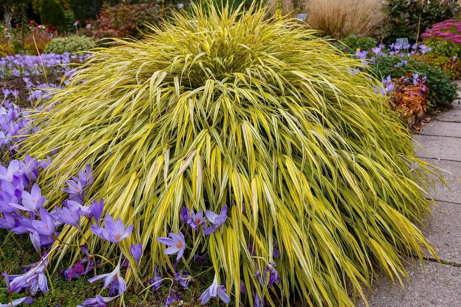 Japanisches Gold-Berggras Hakonechloa macra 'Aureola' als Ziergras mit goldgelben Blättern, von Stauden Gänge.