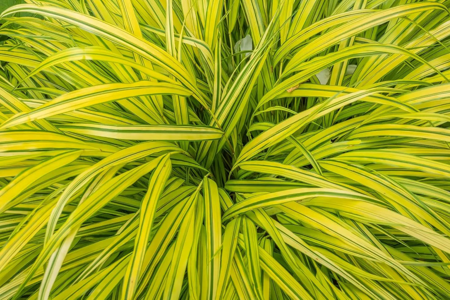 Ziergras Hakonechloa macra 'Aureola', Japanisches Gold Berggras, mit goldgelben Blättern, im Garten.