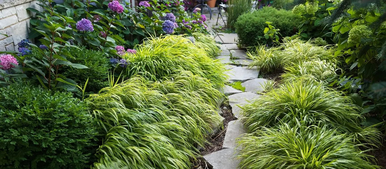 Japanisches Gold-Berggras Hakonechloa macra 'Aureola' als Ziergras, grüne Blätter mit goldenen Streifen, im Garten.