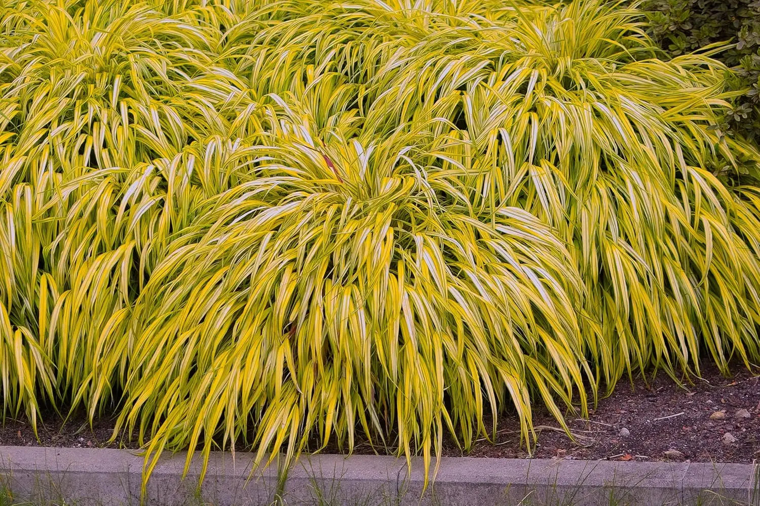 Japanisches Gold-Berggras Hakonechloa macra 'Aureola' als Ziergras, mit goldgelben Blättern und eleganter Wuchsform.