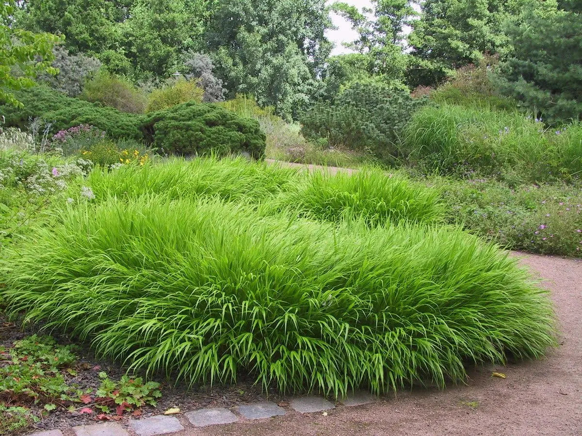 Japanisches Berggras Hakonechloa macra im XXL Topf, grünes Ziergras von Stauden Gänge, ideal für Garten und Balkon