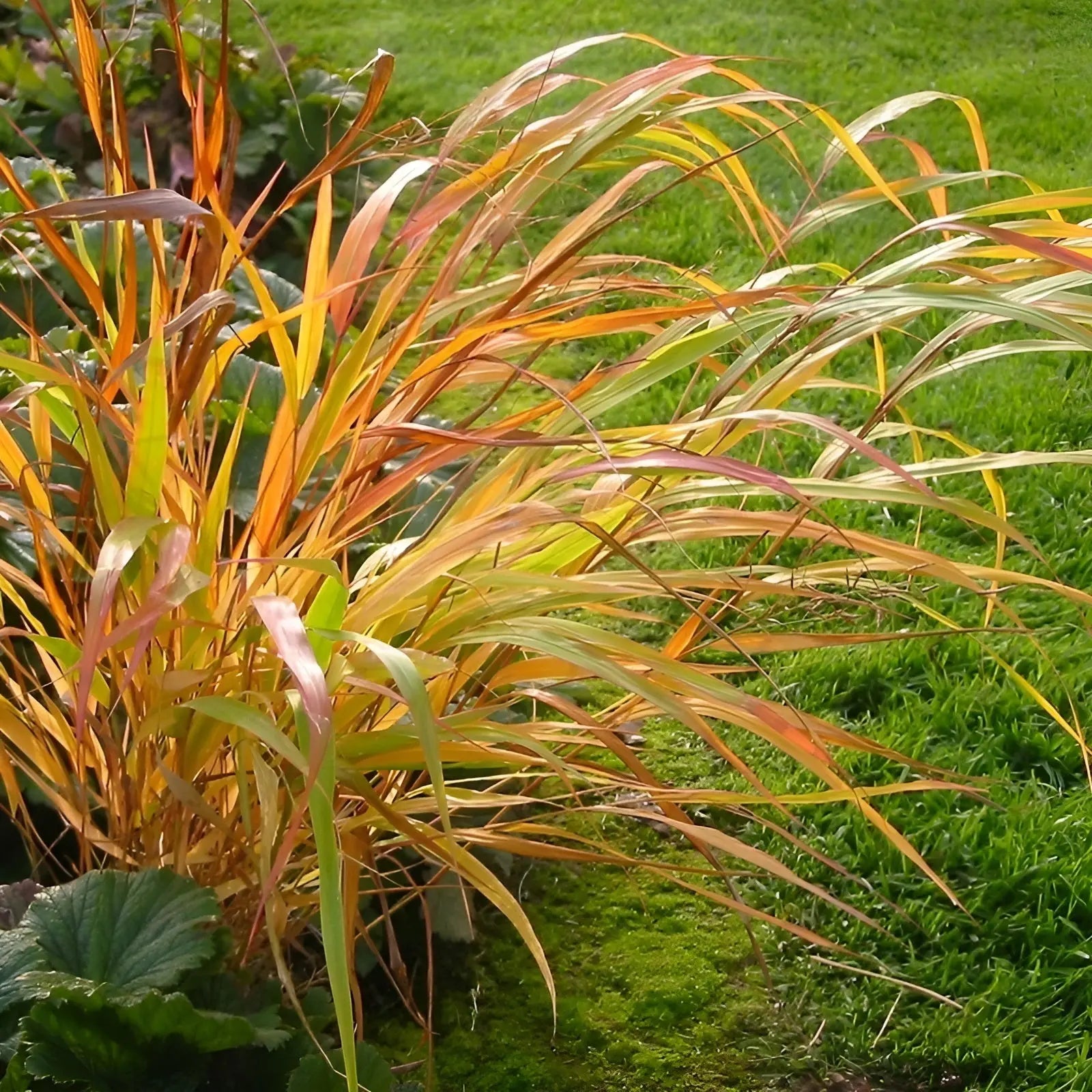 Japanisches Berggras Hakonechloa macra 'Nicolas' von Stauden Gänge, grünes Ziergras mit goldenen Blättern, im Garten.