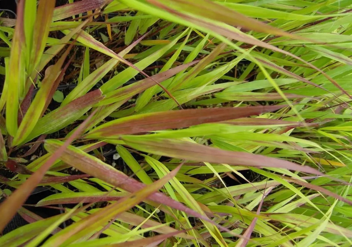Japanisches Berggras Hakonechloa macra 'Nicolas' von Stauden Gänge, grünes Ziergras mit schmalen, hängenden Blättern.