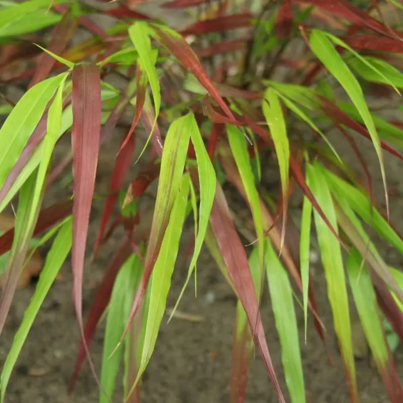 Japanisches Berggras Hakonechloa macra 'Nicolas' von Stauden Gänge, grünes Ziergras mit lockeren, schwingenden Halmen.