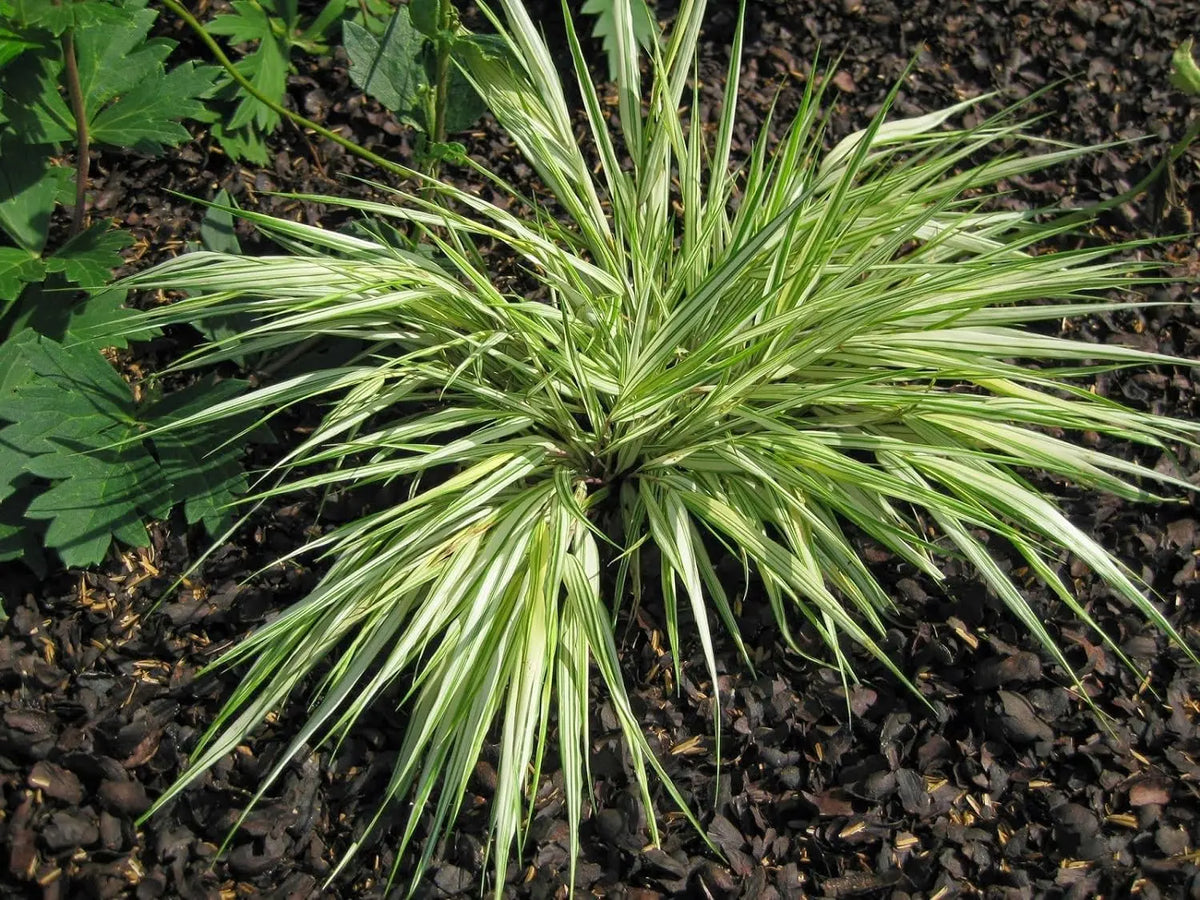 Japanisches Berggras Hakonechloa macra 'Sunny Delight' von Stauden Gänge, grünes Ziergras mit gelben Blättern.