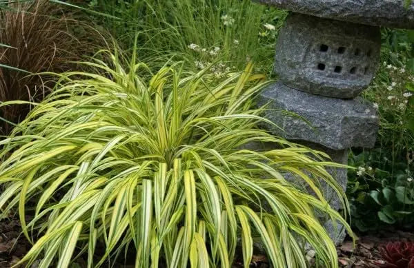 Japanisches Berggras Hakonechloa macra 'Sunny Delight' von Stauden Gänge, grüne und gelbe Blätter, Ziergras im Garten