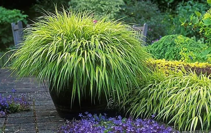 Japanisches Berggras Hakonechloa macra 'Sunny Delight' von Stauden Gänge, grüne und gelbe Blätter, Ziergras im Garten.