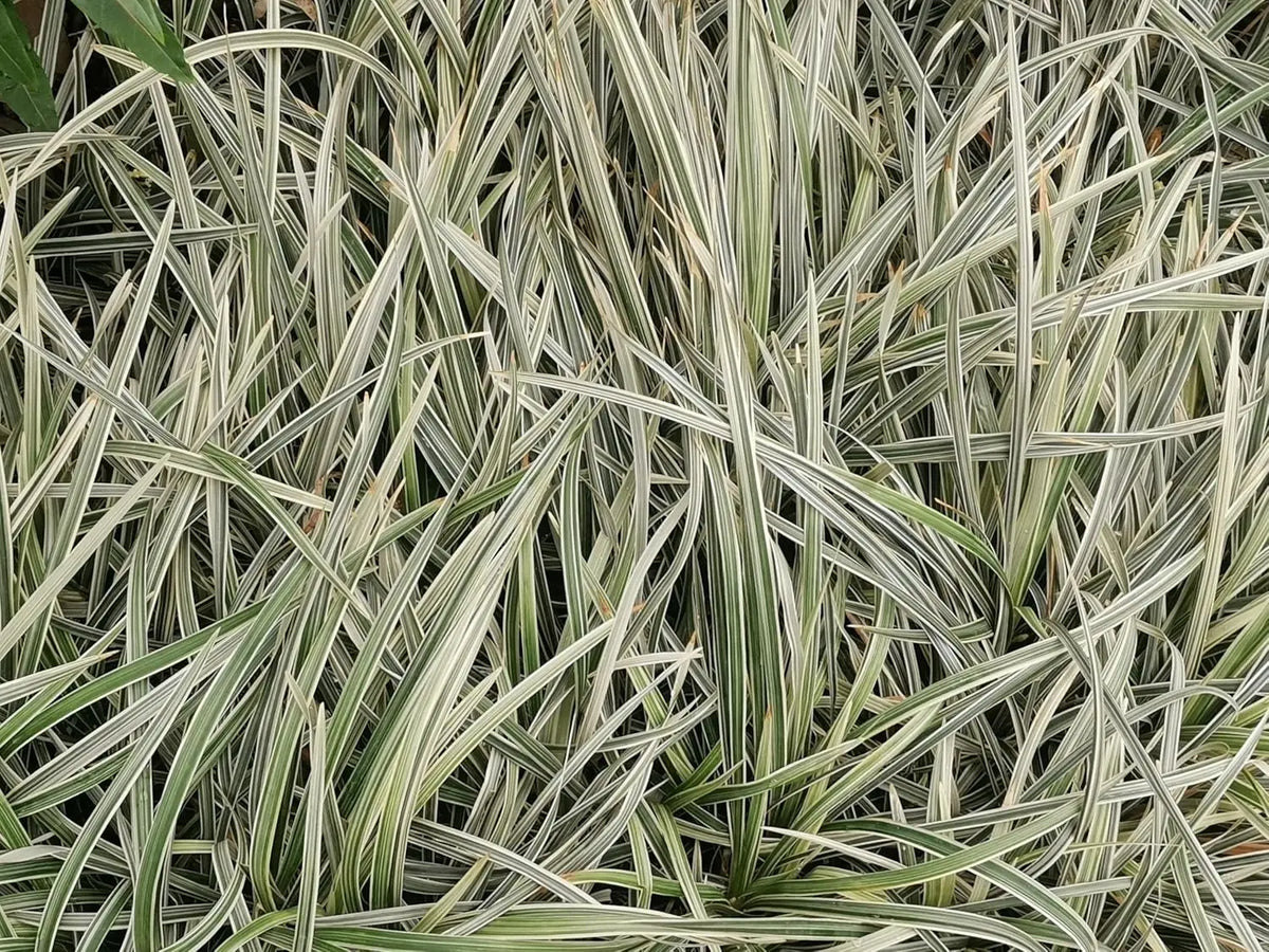 Ziergras Holcus mollis 'Variegatus' mit variegierten Blättern, weiches Honiggras, von Stauden Gänge, im Garten.