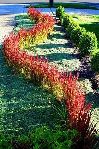Japanisches Blutgras 'Red Baron' im XXL-Topf, dekoratives Ziergras mit roten, schwertförmigen Blättern, Stauden Gänge