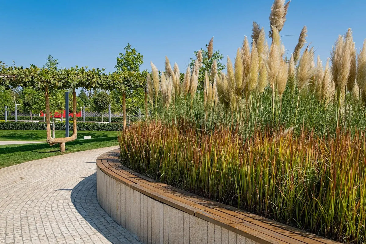 Imperata cylindrica 'Red Baron' Japanisches Blutgras in XXL Topf, grünes und rotes Ziergras, Stauden Gänge