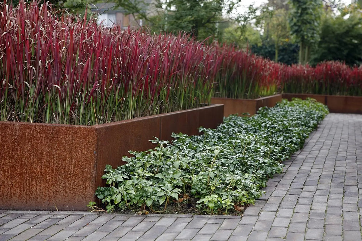 Imperata cylindrica 'Red Baron' Japanisches Blutgras in XXL Topf, Ziergras mit rotem und grünem Laub, Stauden Gänge
