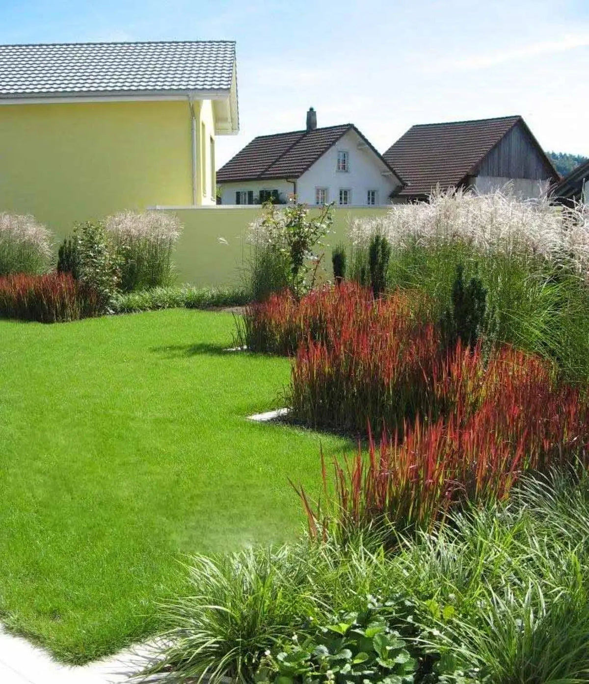 Imperata cylindrica 'Red Baron' Japanisches Blutgras in XXL Topf, Ziergras mit roten, schmalen Blättern, Stauden Gänge