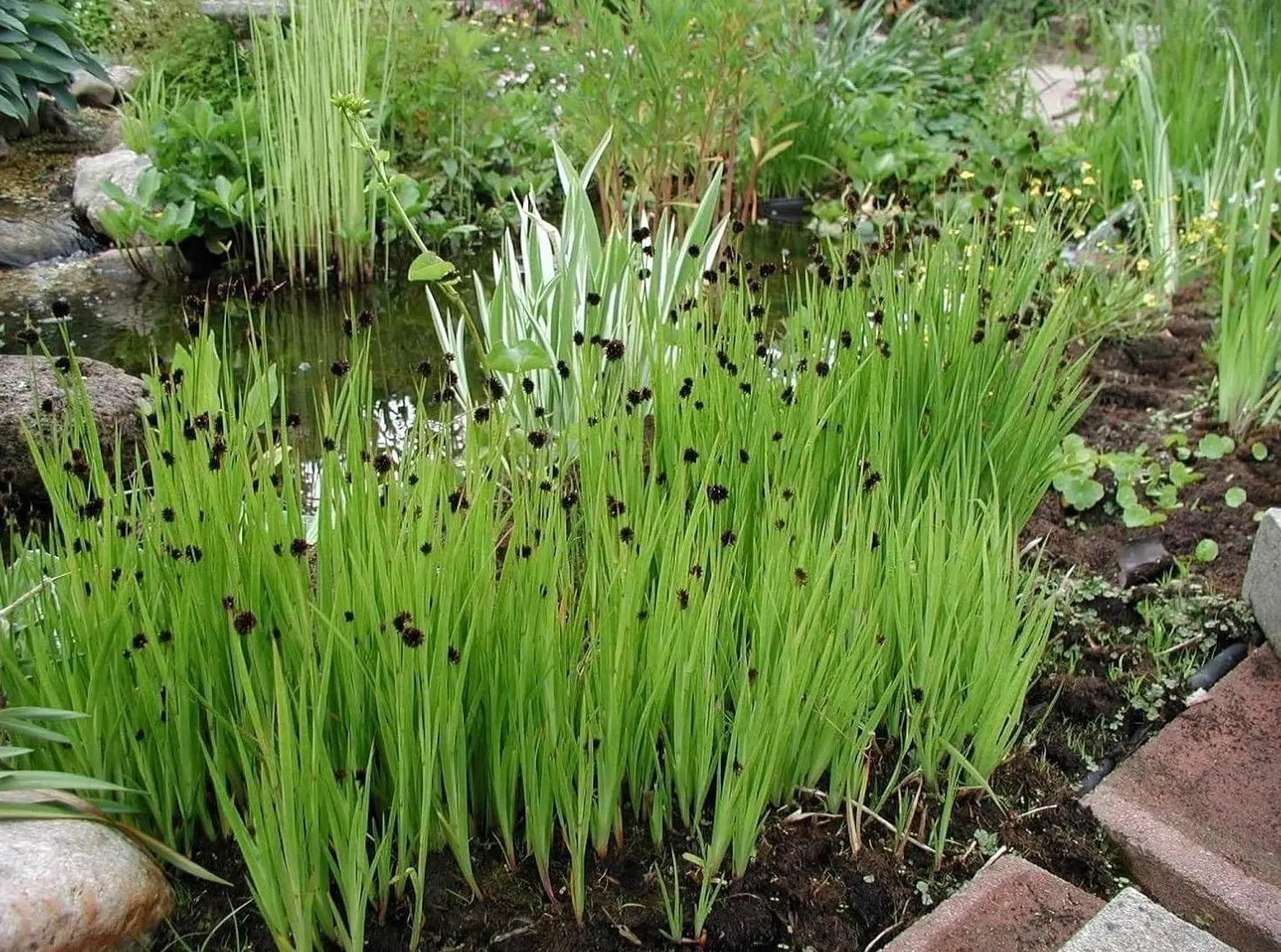 Ziergras Juncus ensifolius, Zwerg Binse, mit dünnen, grünen Halmen, im Gartenbeet, von Stauden Gänge.