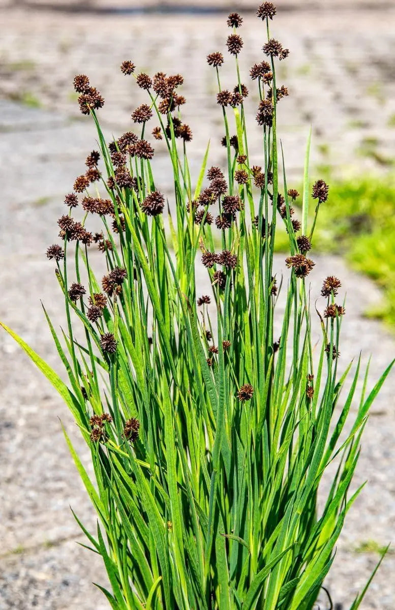 Ziergras Juncus ensifolius, Zwerg Binse, mit dünnen grünen Halmen, im Garten, von Stauden Gänge.