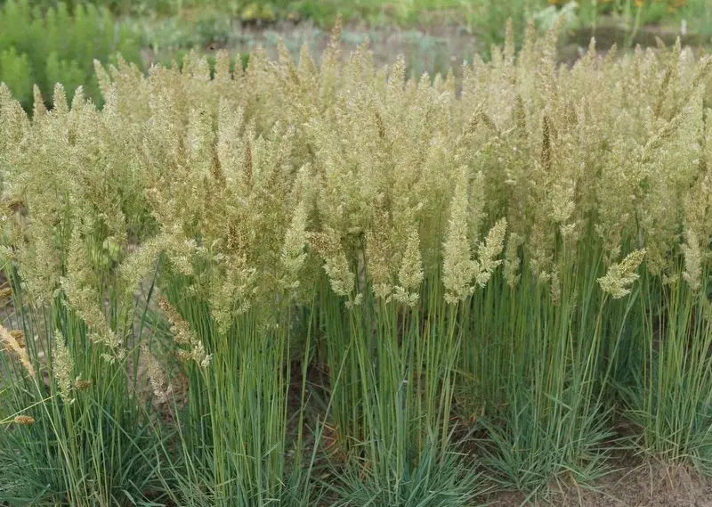 Blaues Schillergras Koeleria glauca, Ziergras von Stauden Gänge, mit schimmernden blauen Halmen im Garten.