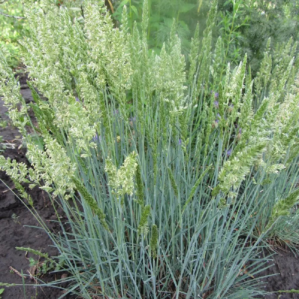 Blaues Schillergras Koeleria glauca, Ziergras von Stauden Gänge, mit silbrigen Blättern und zarten Blüten im Garten.