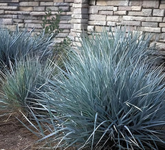 Blaues Ziergras Leymus arenarius 'Blue Dune' von Stauden Gänge, mit langen, schmalen Blättern und bläulichem Farbton.