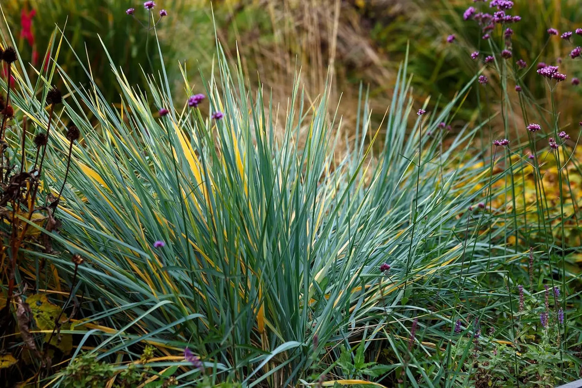 Blaue Leymus arenarius 'Blue Dune' Ziergras von Stauden Gänge, dichter Halmbusch mit bläulichem Laub, ideal für Garten.