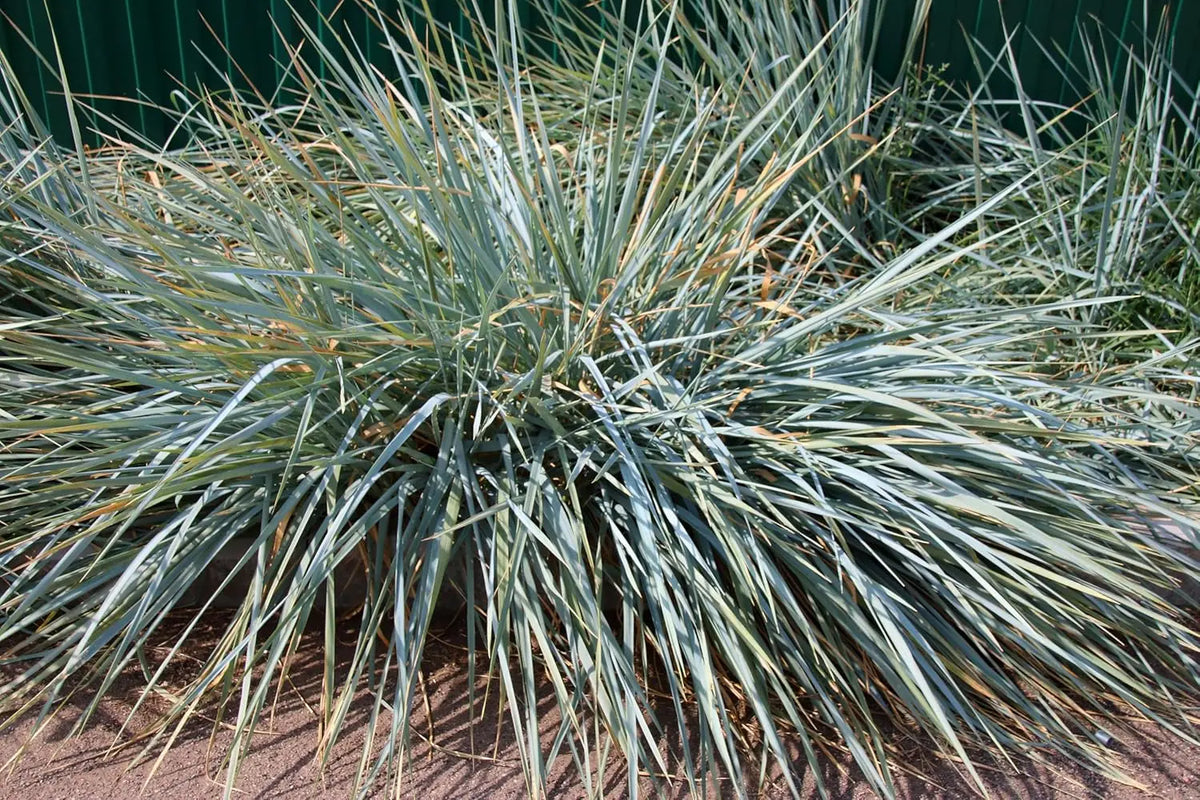 Ziergras Leymus arenarius 'Blue Dune' mit blauen, schmalen Blättern, wächst auf sandigem Boden, Stauden Gänge, natürliche Gartendekoration