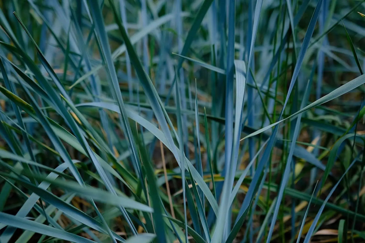 Blaues Ziergras Leymus arenarius 'Blue Dune' in XXL Topf, dekoratives Strandroggen-Gewächs, Stauden Gänge