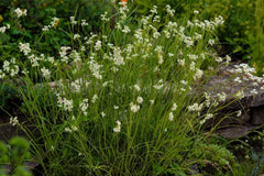 Ziergras Luzula nivea, Schnee-Marbel, mit weißen Blättern und zarten Halmen, im Gartenbeet, Stauden Gänge.