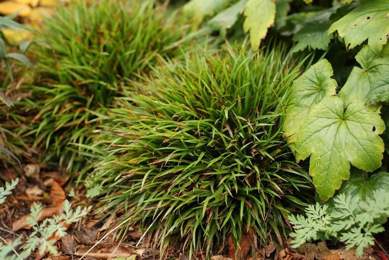 Ziergras Luzula pilosa 'Igel' mit behaarten Blättern, Stauden Gänge, Nahaufnahme des grünen Ziergrases