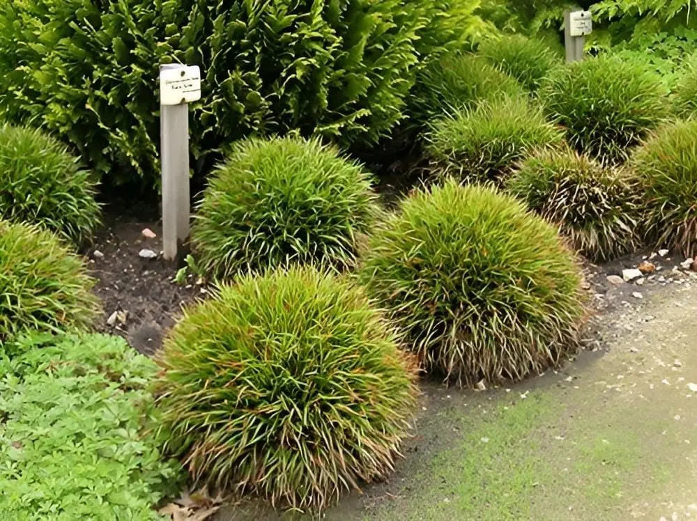 Behaarte Luzula pilosa 'Igel', Ziergras mit weichen, behaarten Blättern, Stauden Gänge, dekoratives Gartenpflanzenbild