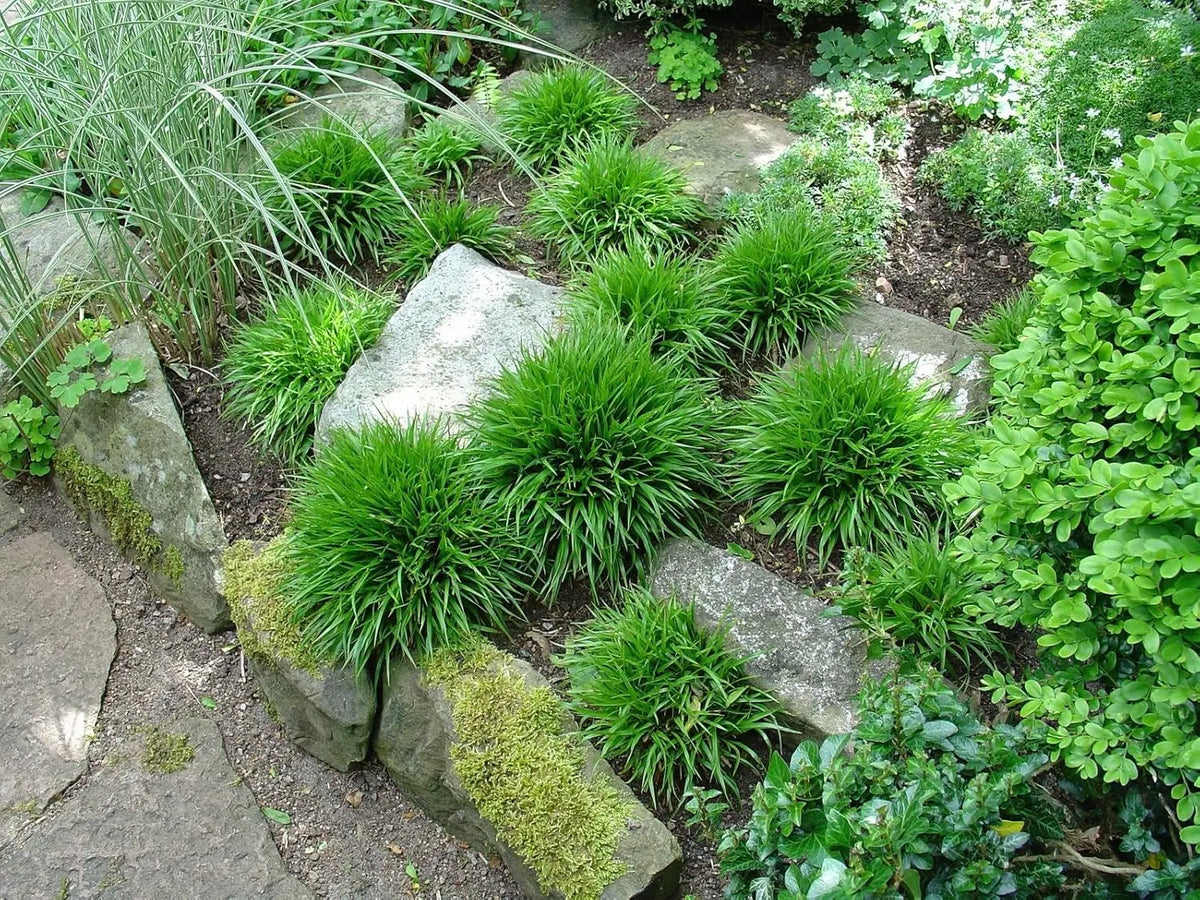 Ziergras Luzula pilosa 'Igel' mit behaarten Blättern, Stauden Gänge, Nahaufnahme des Ziergrases.