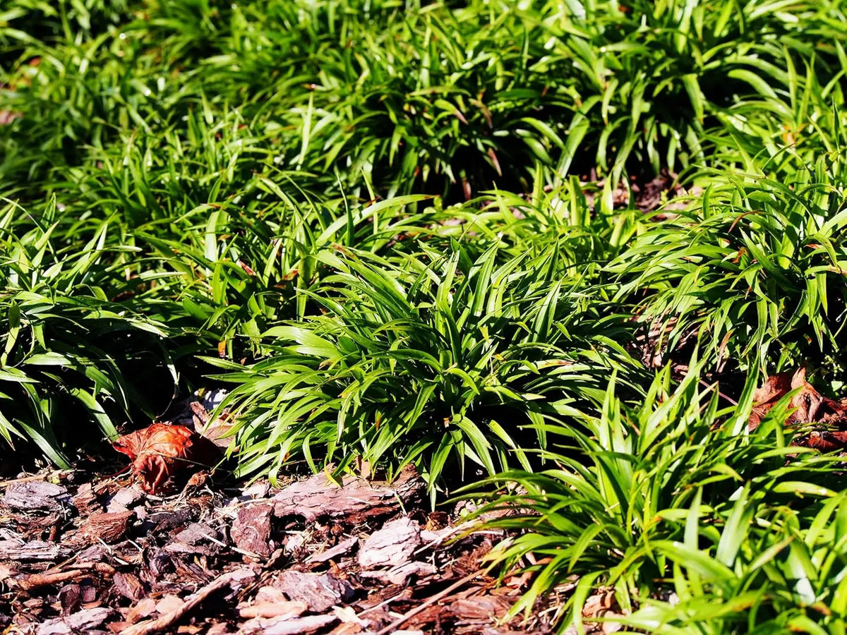 Dichtes, behaartes Luzula pilosa 'Igel' Ziergras mit feinen, silbrigen Blättern, Stauden Gänge, im Garten fotografiert