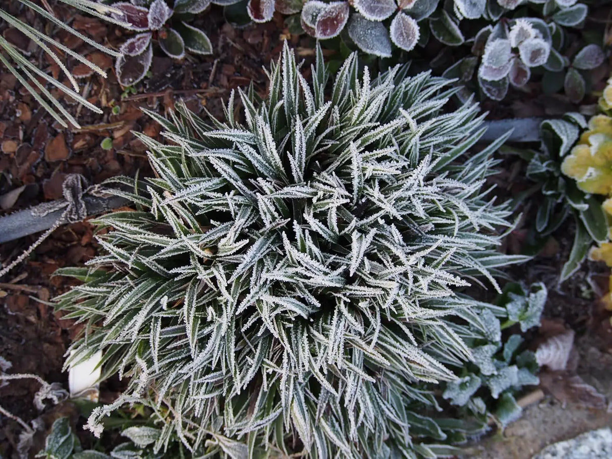 Behaarte Luzula pilosa 'Igel', Ziergras mit filzigem Laub, Pflanze von Stauden Gänge, Nahaufnahme der Gräser.