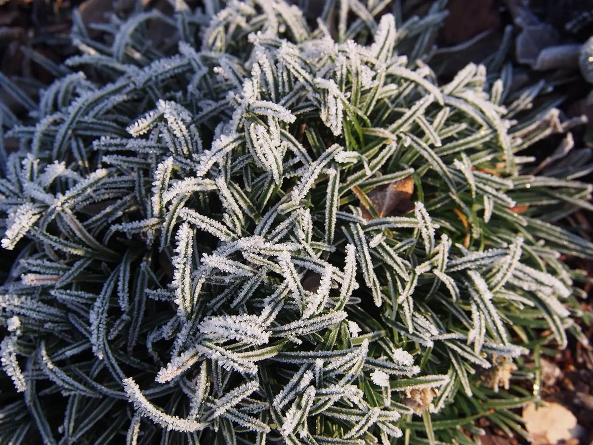 Behaarte Luzula pilosa 'Igel', Ziergras mit feinen, behaarten Blättern, wächst als dekoratives Gartenpflanze, Stauden Gänge