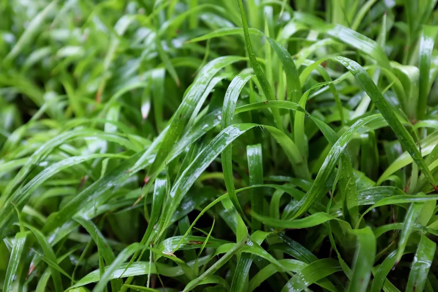 Ziergras Luzula sylvatica, Wald-Marbel, mit grünen Blättern und weißen Stängeln, im Garten.