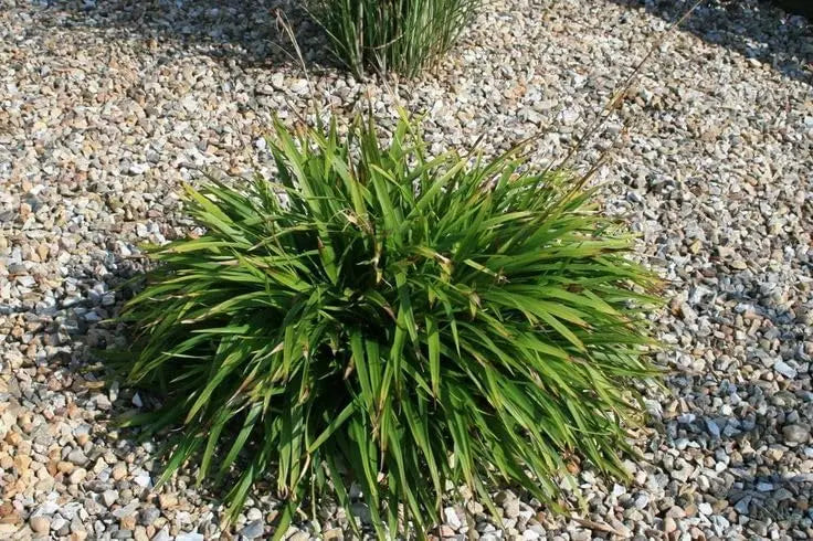 Ziergras Luzula sylvatica (Wald-Marbel) mit langen, grünen Blättern, Stauden Gänge, natürliche Gartenpflanze