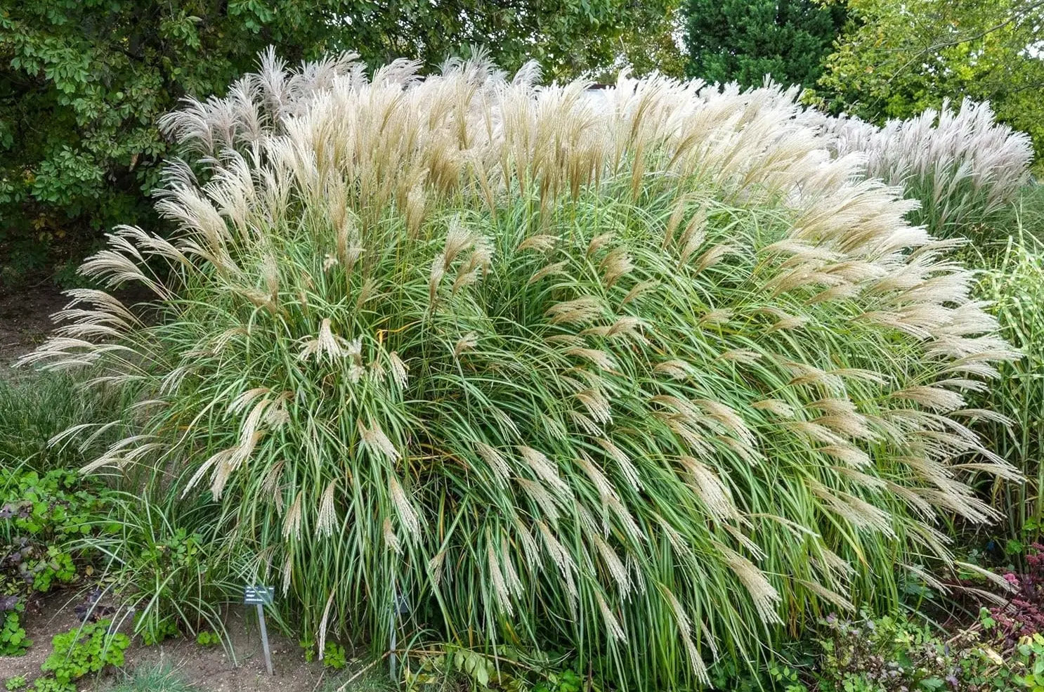 Ziergras Miscanthus sinensis 'Adagio' Zwerg-Chinaschilf, Stauden Gänge, mit schmalen, silbrigen Blättern und zierlicher Wuchsform.
