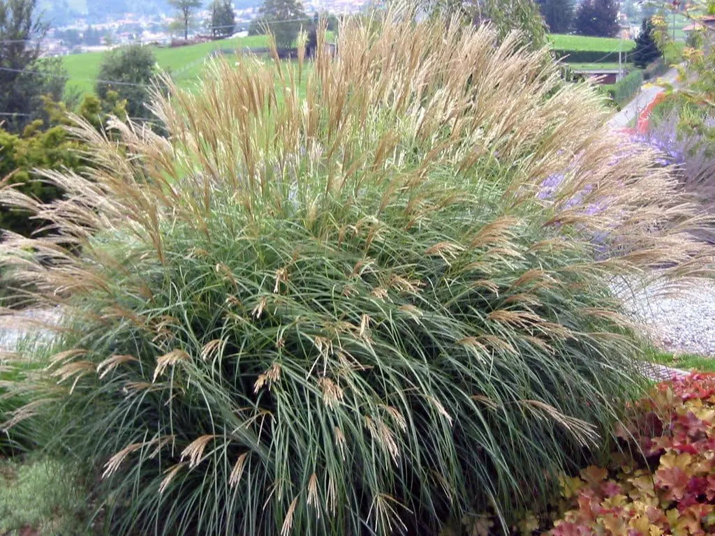 Ziergras Miscanthus sinensis 'Adagio' von Stauden Gänge, kleines Chinaschilf mit schmalen, eleganten Blättern im Garten.