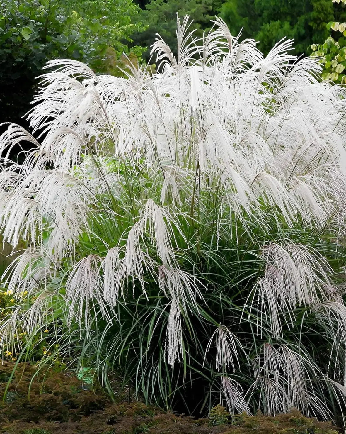 Miscanthus sinensis 'Champagner', weißes Chinaschilf, Ziergras mit silbrigen, schmalen Blättern, belaubtes, aufrechtes Wuchsmuster