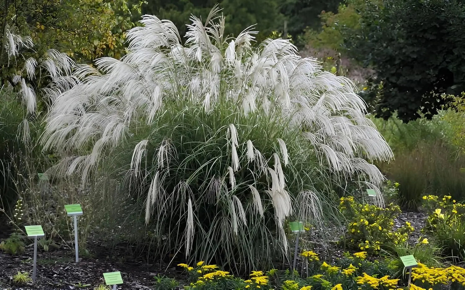 Ziergras Miscanthus sinensis 'Champagner' mit silbrigen, weichen Halmen, Stauden Gänge, winterhartes Chinaschilf
