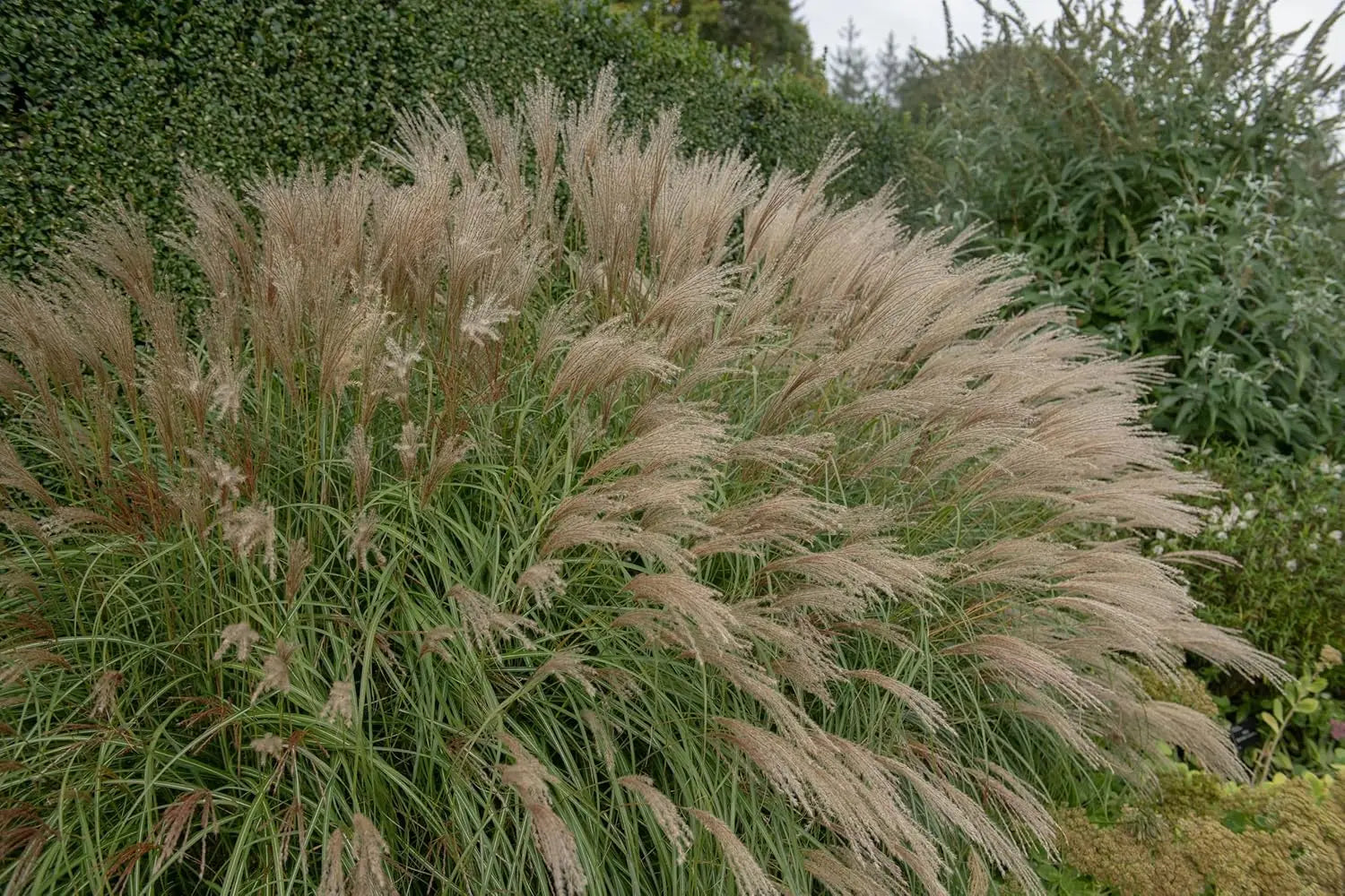 Stauden Gänge Miscanthus sinensis Chinaschilf, grünes Ziergras mit hohen Halmen, im Garten.