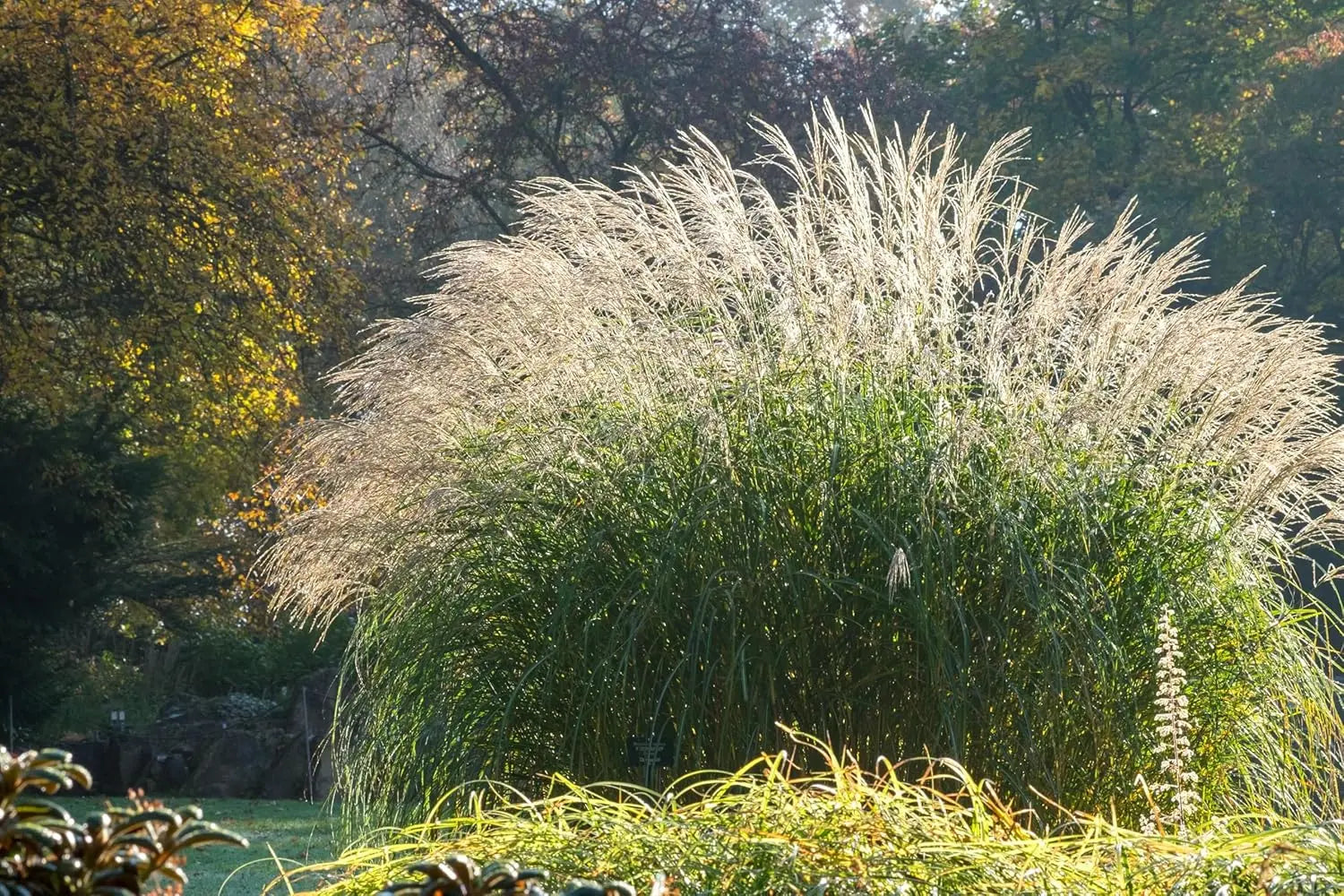 Ziergras Miscanthus sinensis 'Federweißer' mit weißen, silbrigen Blättern, Stauden Gänge, dekoratives Chinaschilf.