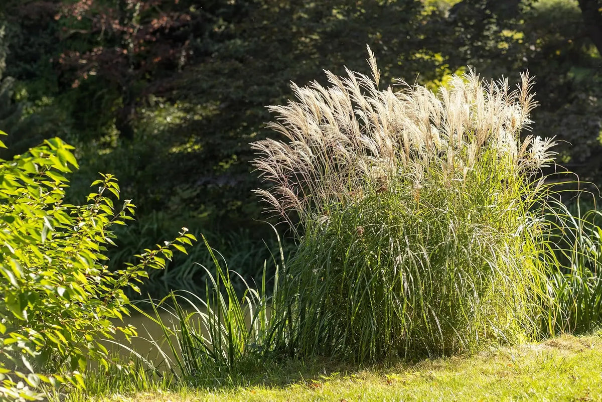 Ziergras Miscanthus sinensis 'Federweißer' mit silbrigen Blättern, Stauden Gänge, dekoratives Chinaschilf im Garten