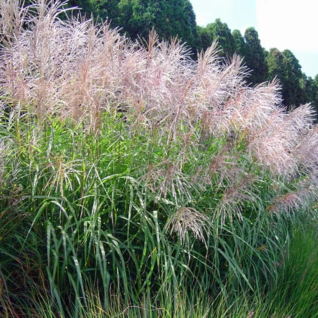Großes Chinaschilf Miscanthus sinensis 'Goliath' Ziergras von Stauden Gänge, mit hohen, schilfartigen Halmen und üppigem Wachstum.
