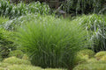 Ziergras Miscanthus sinensis 'Gracillimus' von Stauden Gänge, mit schmalen, hohen Blättern und eleganten Rispen.