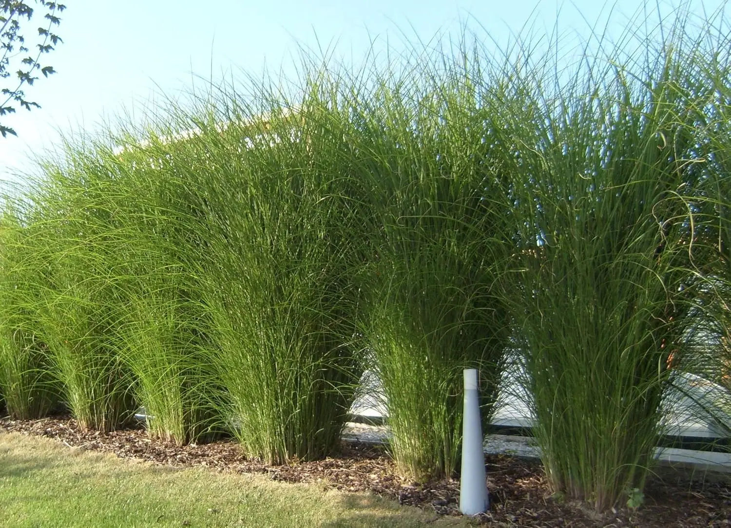 Ziergras Miscanthus sinensis 'Gracillimus' mit schmalen, silbrigen Blättern, Stauden Gänge, natürliche Gartenpflanze