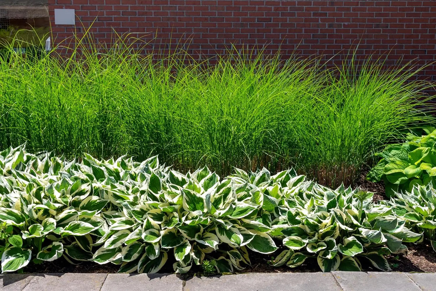 Ziergras Miscanthus sinensis 'Gracillimus Nana' von Stauden Gänge, kleines Chinaschilf mit schmalen grünen Blättern