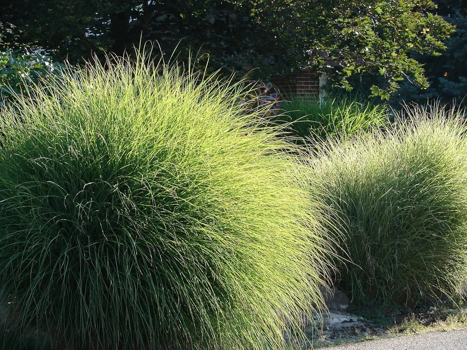 Ziergras Miscanthus sinensis 'Gracillimus Nana' von Stauden Gänge, kleines Chinaschilf mit schmalen Blättern, im Garten.